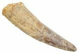 Fossil Spinosaurus Tooth - Real Dinosaur Tooth #363527-1